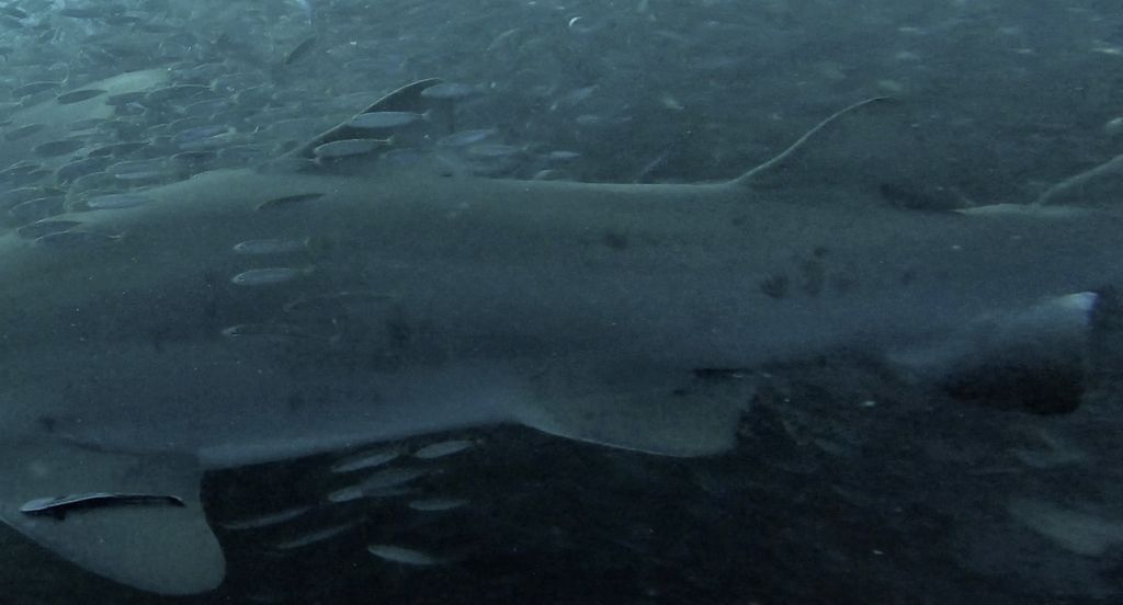 c61c24ac-f08f-4087-bba2-ed637080b648