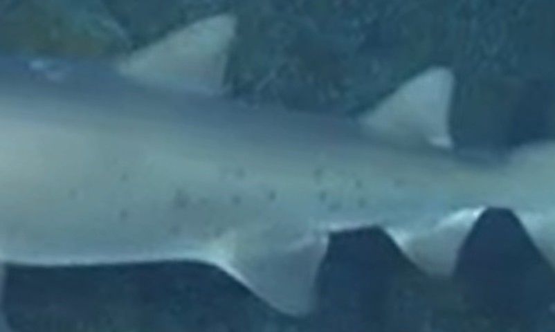 f8555c10-e4a4-4263-8a43-eb7384d3c7a8