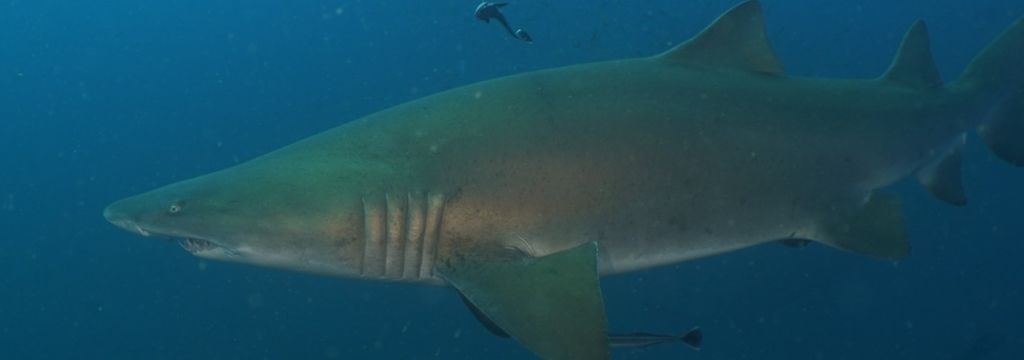 580936b1-cb8b-484d-addb-e09e252db8c4