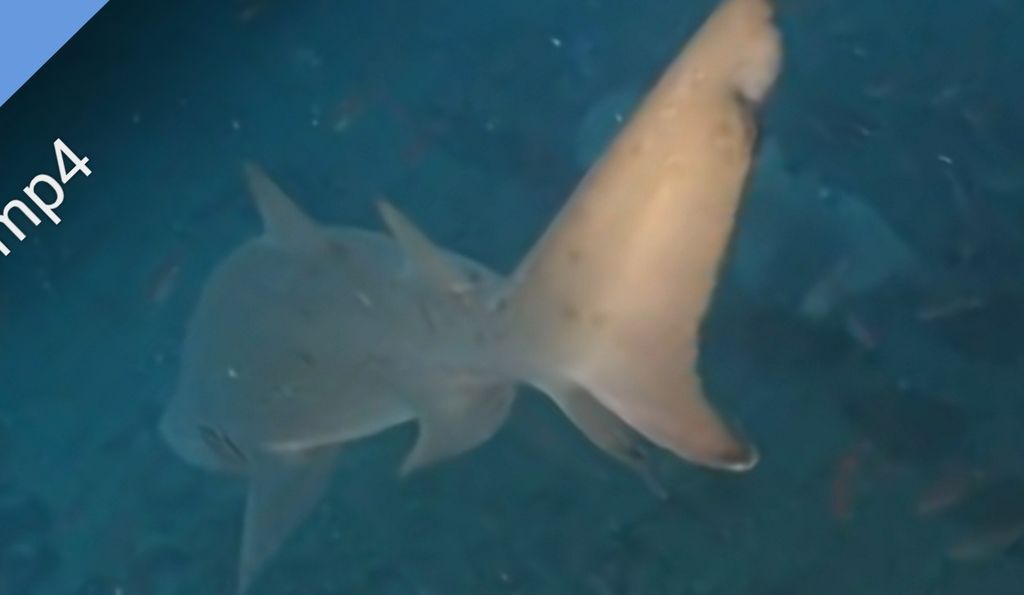 1c304b75-f09c-42b8-a3c1-add3e4e8534c