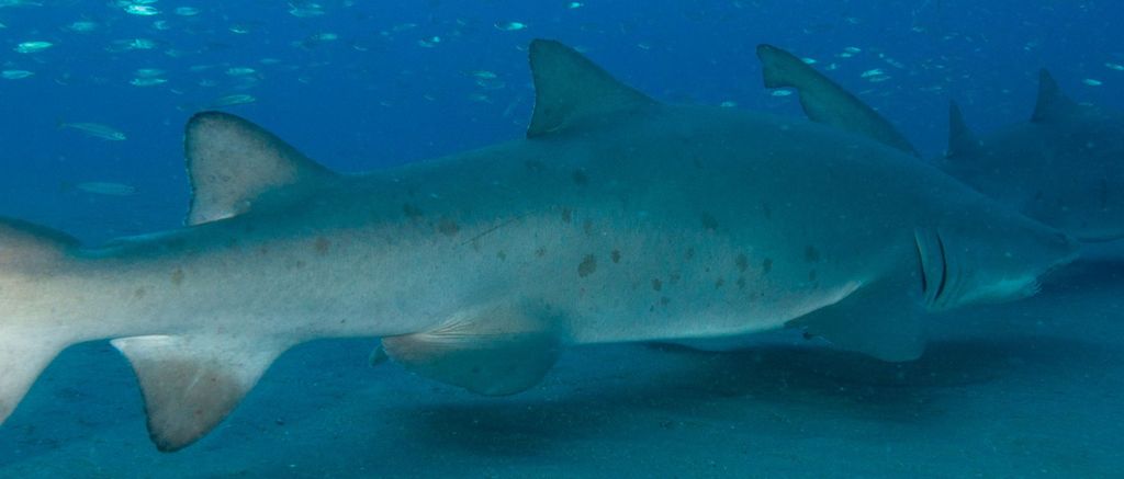 fded63f5-fc49-4eb2-a9c0-a6258e247fdd