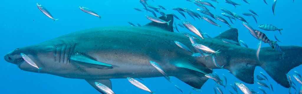 03d2dd43-196a-47b3-b74e-49abbef20eb8