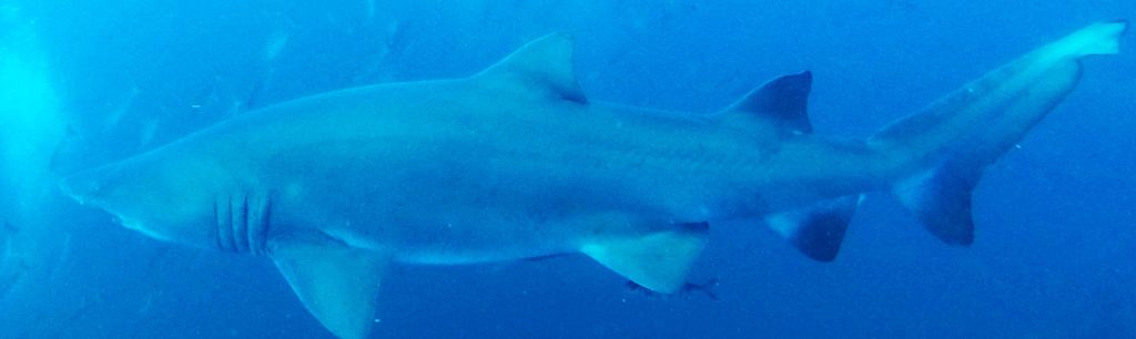 1f78690b-d61d-4115-a278-a94bf334ec77