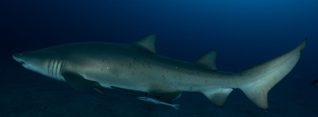 c460a527-f194-4214-b185-068d01e8b67c