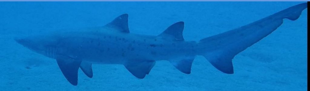 6068ef68-66f1-4adf-8403-e78ffd5c6c8c