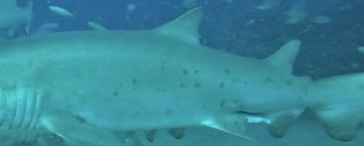 fdd98a93-1d80-4030-88bf-c144ae09ffce