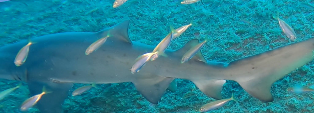 50be2717-67b5-4cdc-bafb-a3002f33dd38