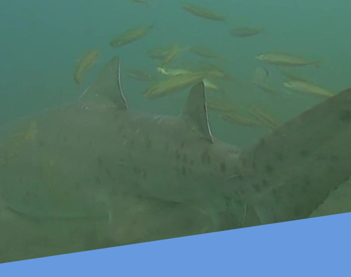 afd9416c-7566-4df3-bb4e-2e5b766c02a1