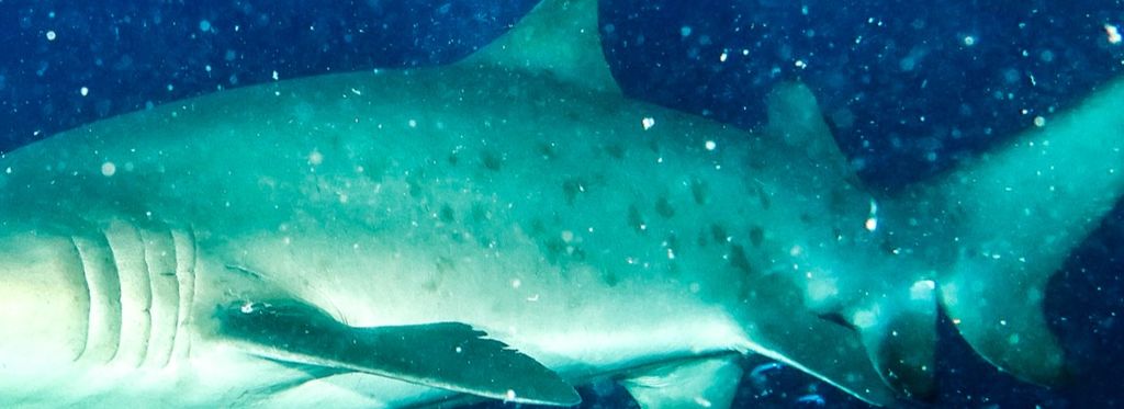 1f1e3a7a-e6e9-4c8e-b680-e81f40a1bff6