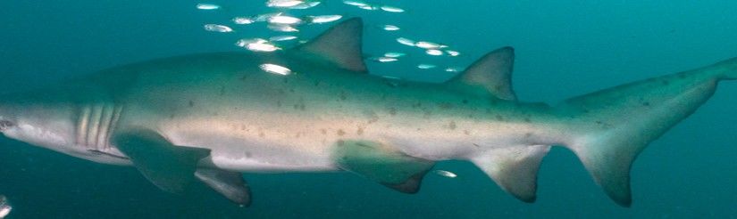 9596701a-fe85-46e7-8b37-8a5f48690779