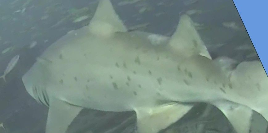 82f84ff7-8700-48bc-b923-aaf959216bf4