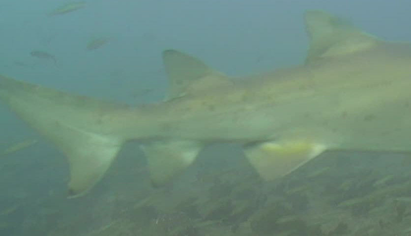 1bb09e22-0097-4a32-8d67-9837cc8f409f