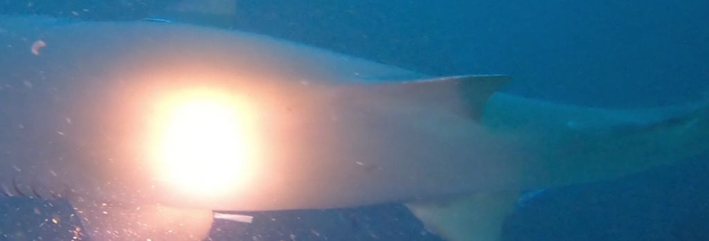 278de9bd-a582-419a-9555-9ae20787c887