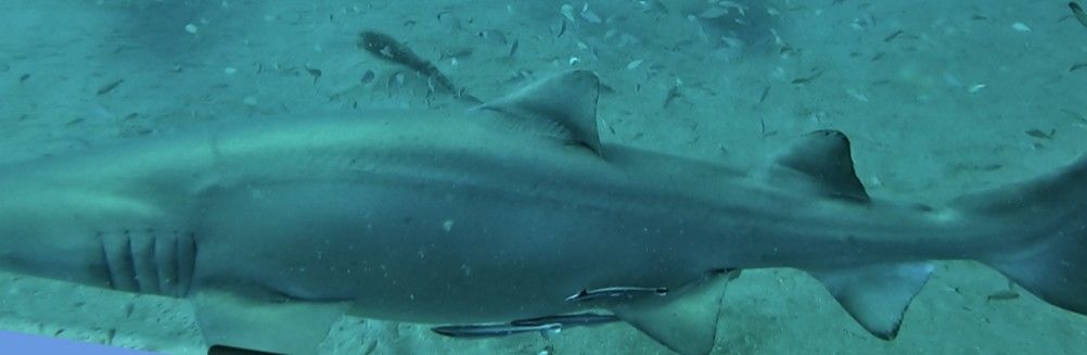 80d7819b-58cb-4402-bd84-c073ae3f8dec