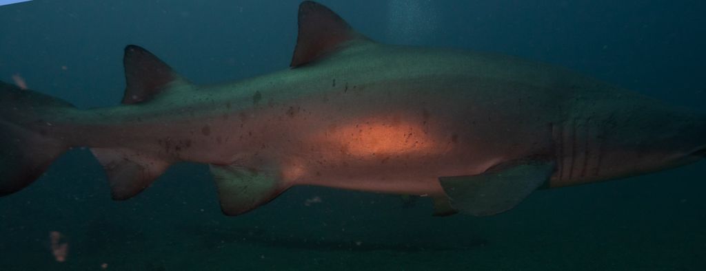 43db2b4a-63e4-4870-a7b7-d63564e5a913