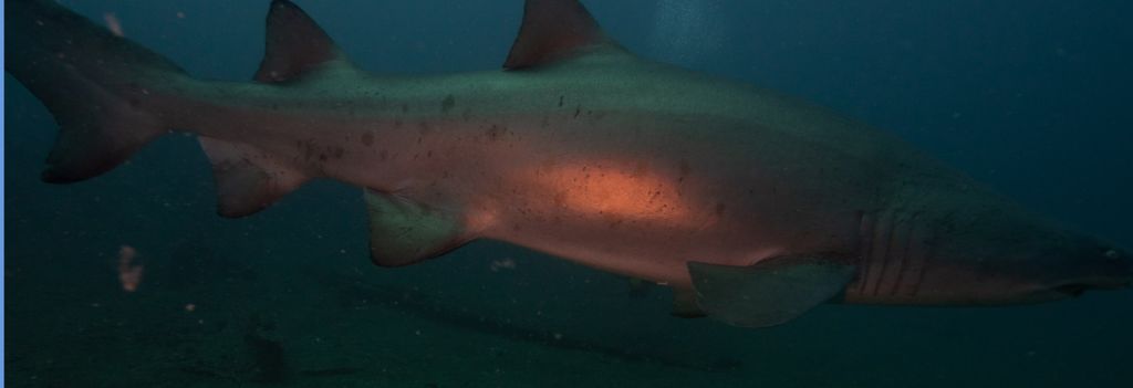 43db2b4a-63e4-4870-a7b7-d63564e5a913