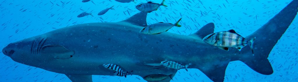 6b4a8843-7ce5-49b8-8974-11e7880e3070