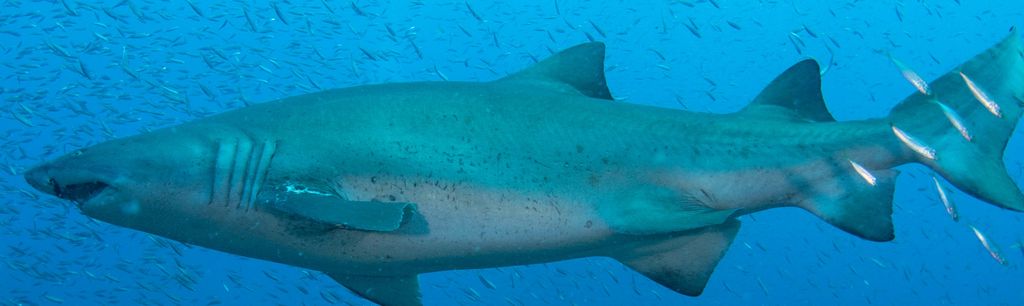 0bc687f1-2297-49e1-9c8e-fd821e4709ef