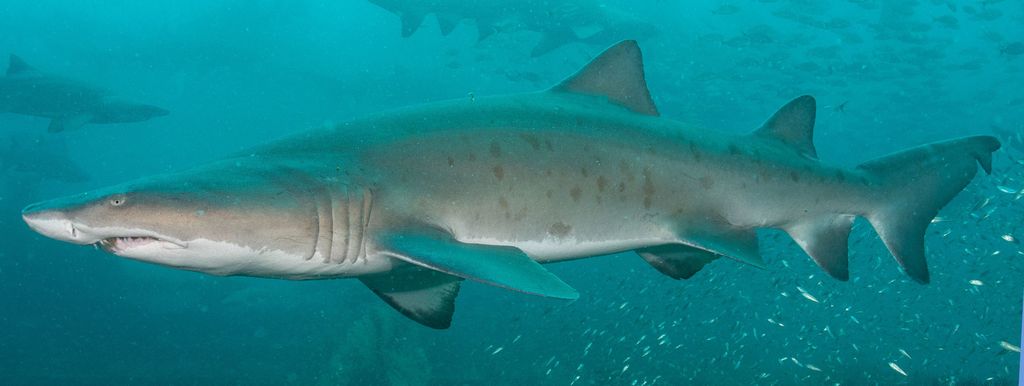 d1304e4e-6d35-447d-a5b7-3d8c6c238fdc