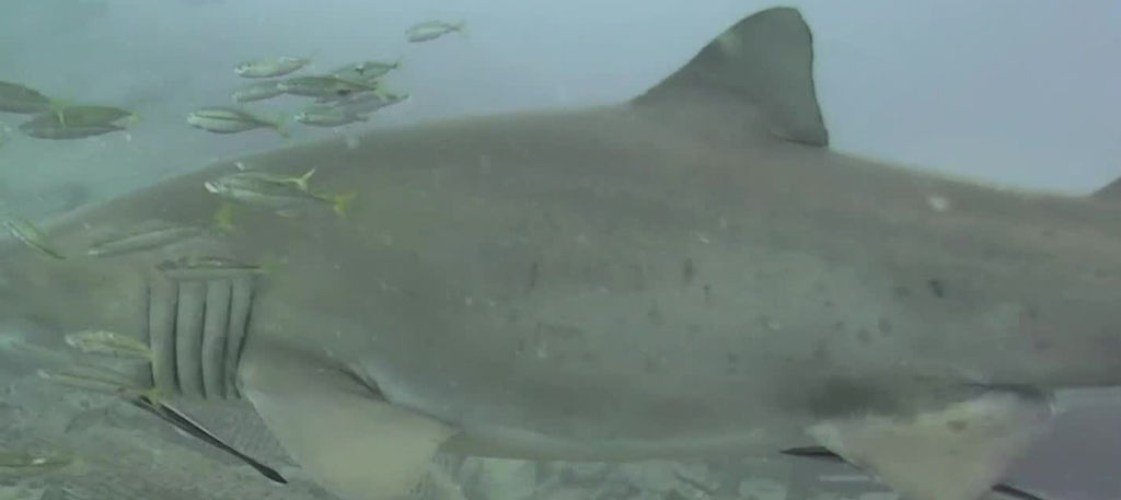 28066dff-fe84-4e65-abda-41a77b66e57d