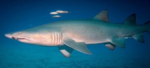 c251f6b6-0bb9-44dd-90c7-7ede713f5af2