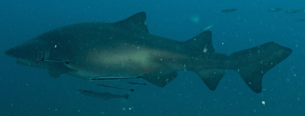 62376a39-0297-4d31-9af6-2cc052733cdd