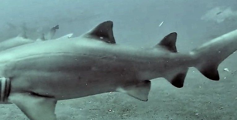 514588eb-d821-48a8-be53-e046514e2ef0