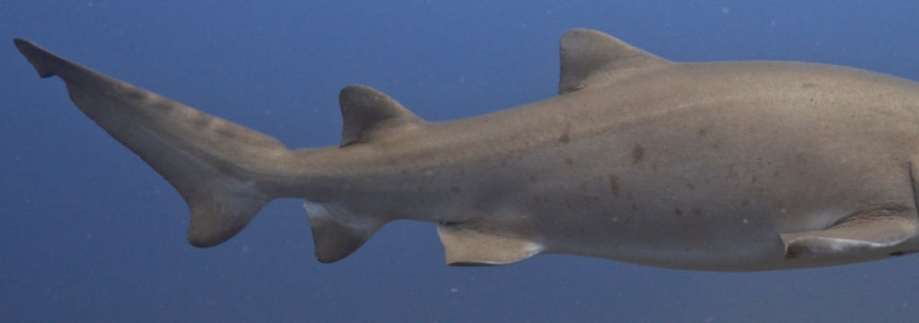 e9f792ca-d39f-40a3-86d4-df92dc46db55