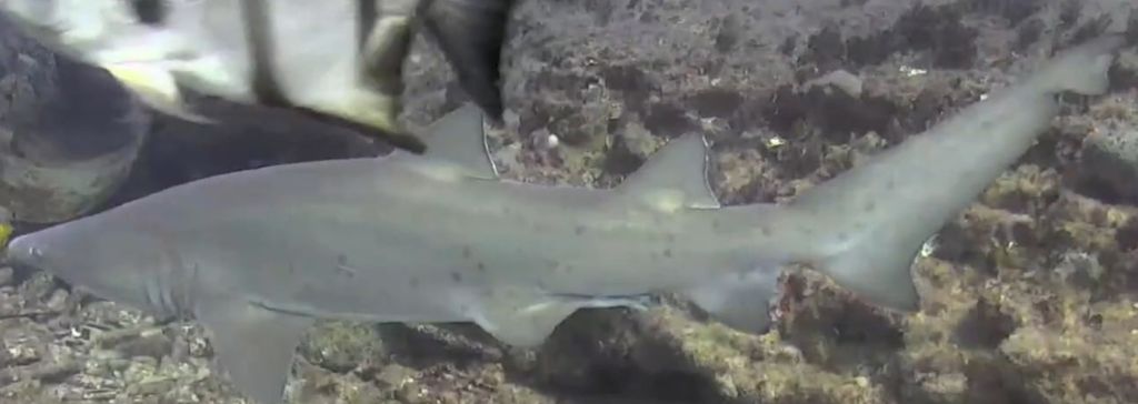 8f726bcc-7fc2-4075-9c70-ddc86e3c5ec3