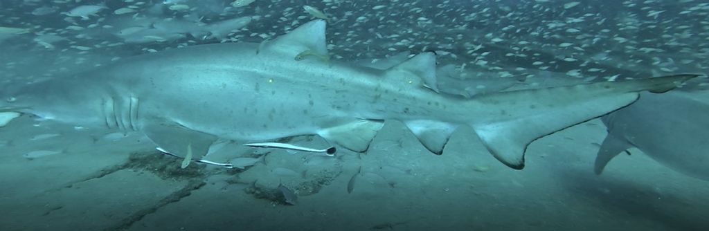 a9208868-0bf3-4028-8728-ed8abc9ccedd