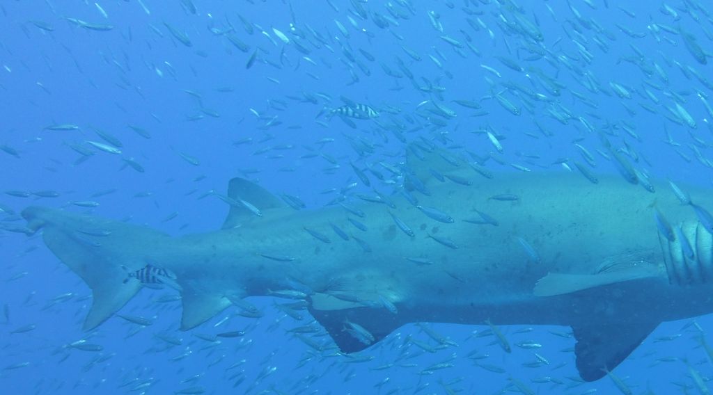 a238e1be-58bb-4942-86dd-f9d7a502572d