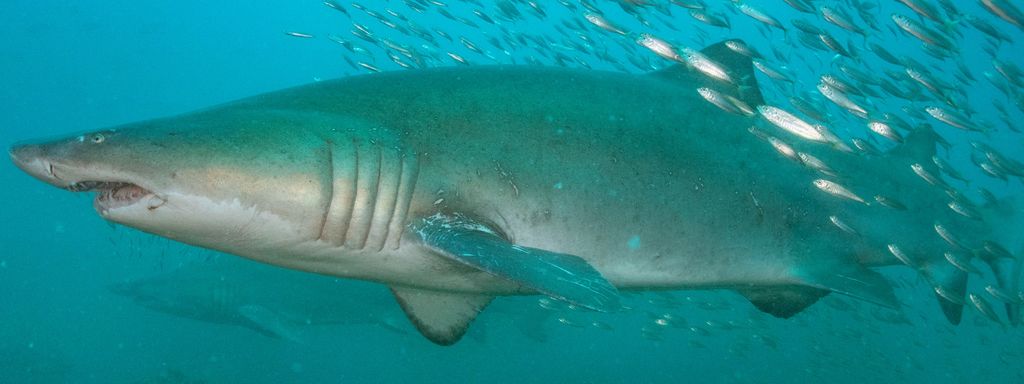 31ced972-d6b7-4af3-9f91-b033bb34ba1a