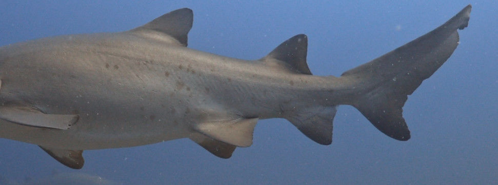 ac2fdbb5-de19-44b2-91d8-3a233e370872