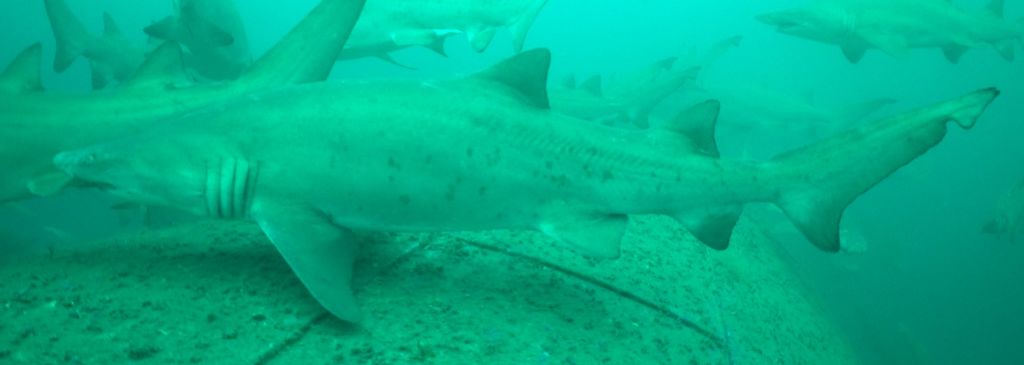 10092981-e299-4e14-ae3d-2d9a65ba31fa