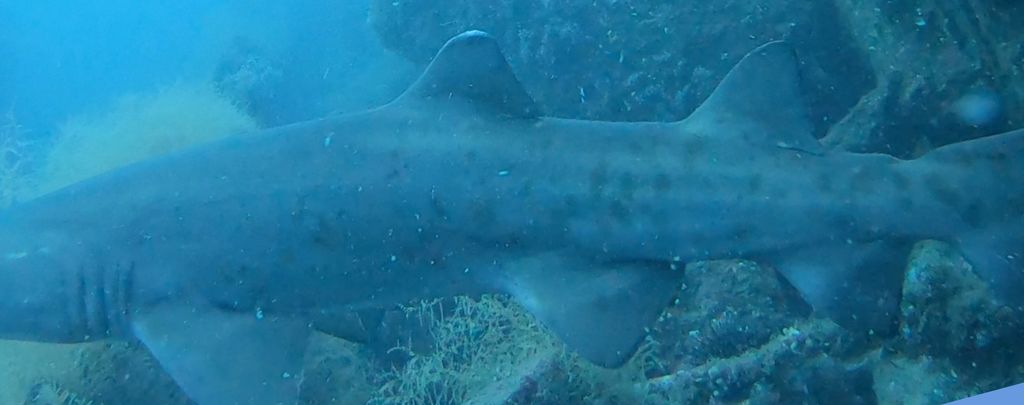 2ad9db52-cb38-41d8-af48-a5bc4c99318c