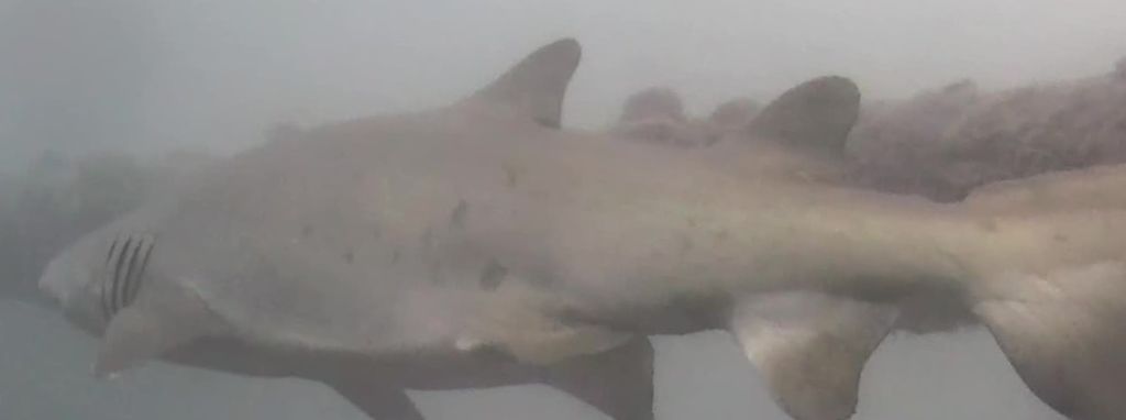 365e1fc2-c1c3-44cf-9bb1-269ae41b550b