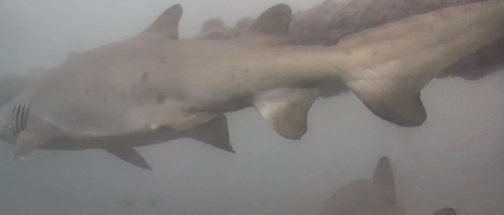 365e1fc2-c1c3-44cf-9bb1-269ae41b550b