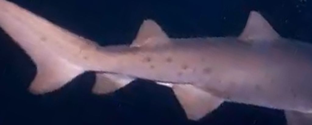 528b89ba-1ec9-41b2-b883-0d5cb99ad18e