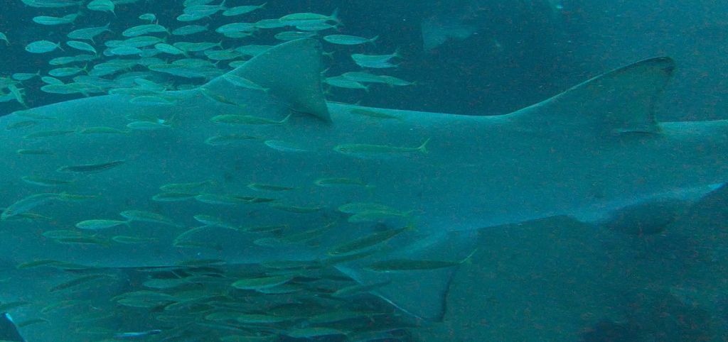 86b24981-8fb1-4b9c-af2b-2b85e5ec9138