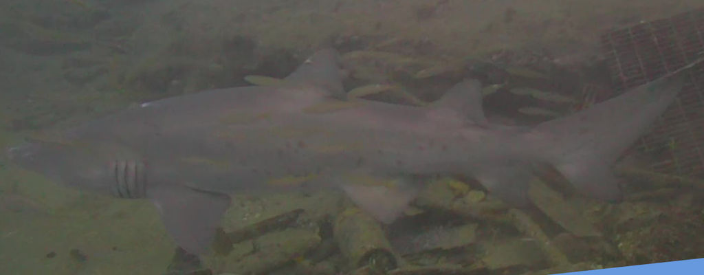 87bcc5af-d71a-425d-b76f-99e6896d45a1