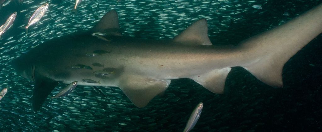 8dc3b782-358b-4ae9-a349-1084588d4027