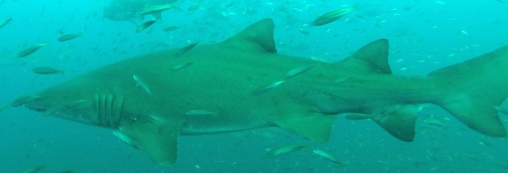 0e0aeebf-d966-4d00-83dd-2ee34d4c472f