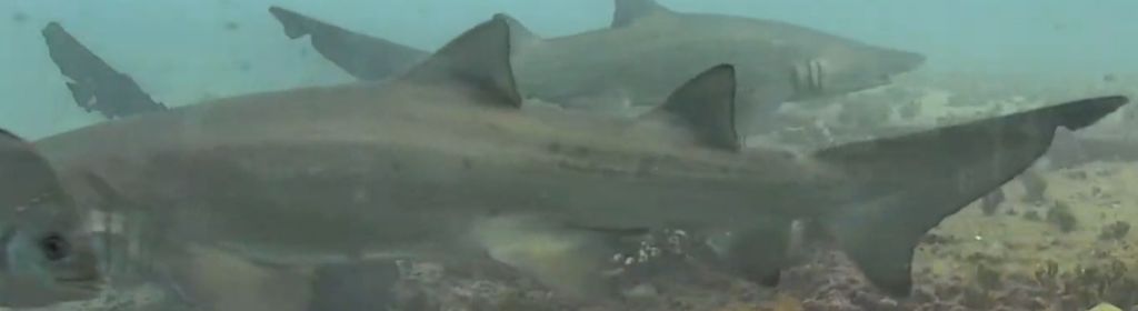 cf5b4494-0b79-4c09-a55d-e5bd25b75981