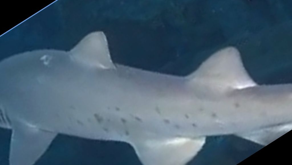 296800fa-bfbc-4447-bfa1-c8ddfe3328ac