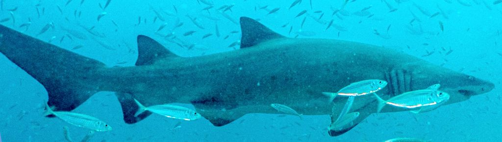 c182e469-25bd-43a4-aff7-ead511ae299b