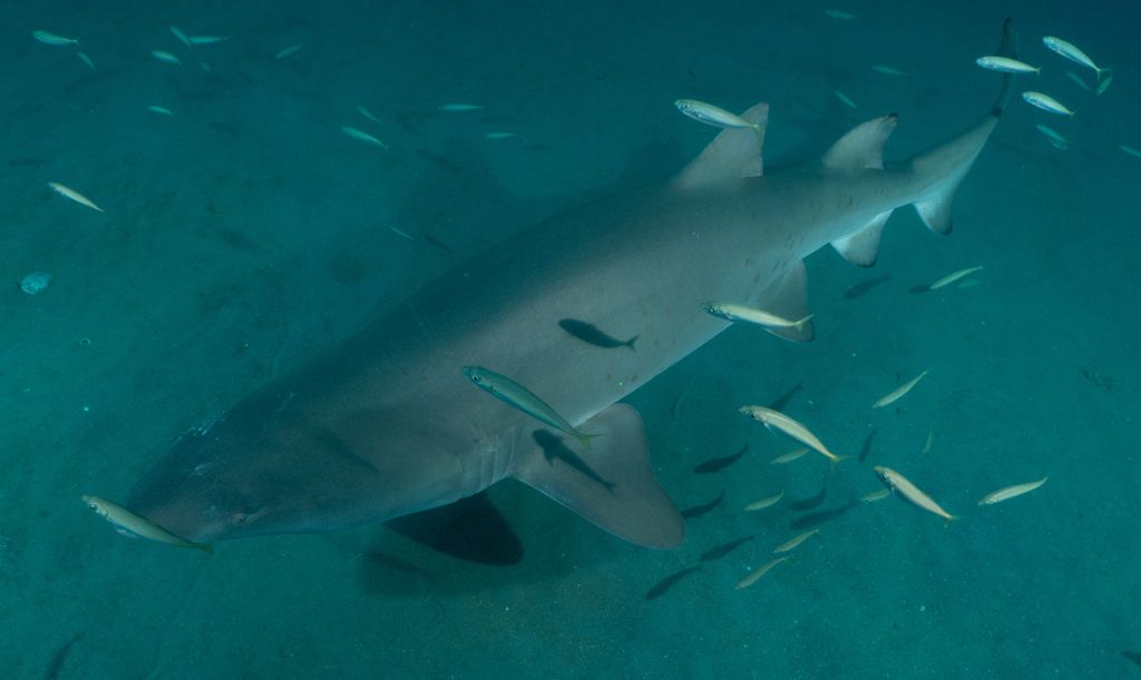 91430317-e558-4e2c-a231-107182e4c949