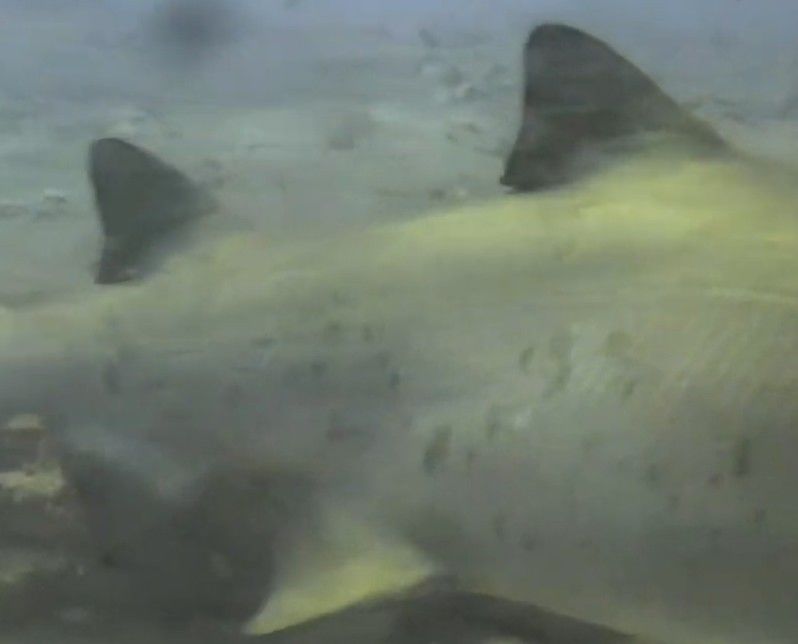 d2a49c0f-3333-440f-be81-9bb169615630