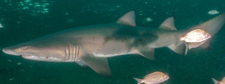 35fe88bb-29cf-4fe0-b93d-85c224b6a3e6