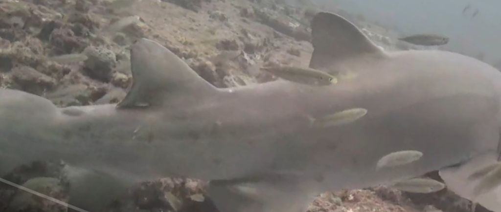 0e2e8431-4294-4f30-8704-0cf2147b8a34