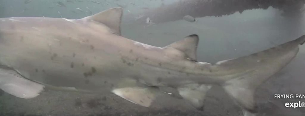 f92d6410-6e06-4453-aa51-aa17c2049323